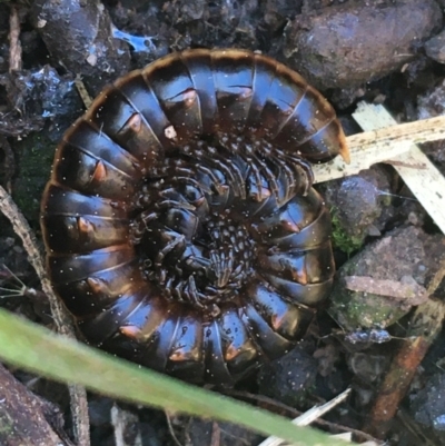 Diplopoda sp. (class) (Unidentified millipede) at Holt, ACT - 10 Aug 2021 by Ned_Johnston