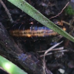 Diplopoda (class) at Holt, ACT - 10 Aug 2021 11:01 AM