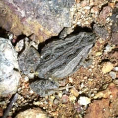 Crinia sp. (genus) (A froglet) at Mount Majura - 11 Aug 2021 by Ned_Johnston