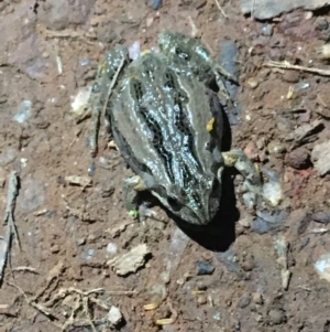 Crinia sp. (genus) at Downer, ACT - 11 Aug 2021