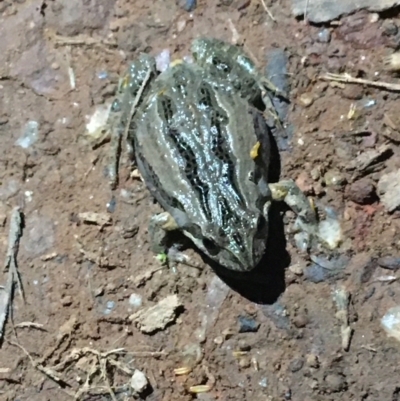 Crinia sp. (genus) (A froglet) at Mount Majura - 11 Aug 2021 by Ned_Johnston