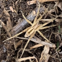 Argoctenus sp. (genus) (Wandering ghost spider) at Murrumbateman, NSW - 11 Aug 2021 by SimoneC