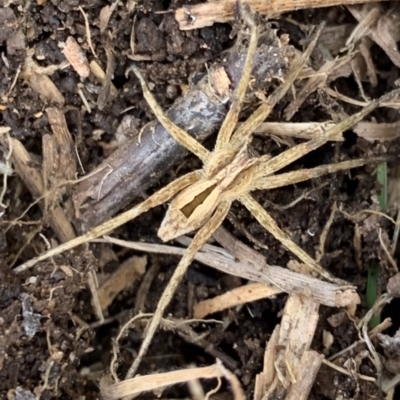 Argoctenus sp. (genus) (Wandering ghost spider) at Murrumbateman, NSW - 11 Aug 2021 by SimoneC