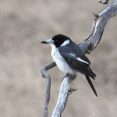 Cracticus torquatus (Grey Butcherbird) at Kambah, ACT - 12 Aug 2021 by HelenCross