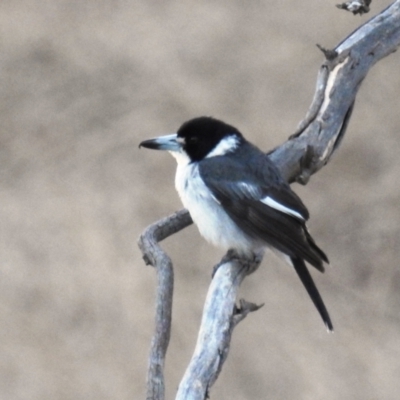 Cracticus torquatus (Grey Butcherbird) at Lions Youth Haven - Westwood Farm - 12 Aug 2021 by HelenCross