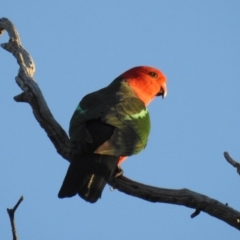 Alisterus scapularis (Australian King-Parrot) at Lions Youth Haven - Westwood Farm A.C.T. - 12 Aug 2021 by HelenCross