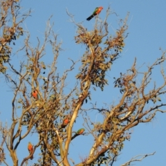 Alisterus scapularis at Kambah, ACT - suppressed