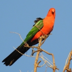 Alisterus scapularis at Kambah, ACT - 12 Aug 2021