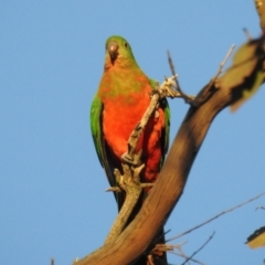 Alisterus scapularis at Kambah, ACT - suppressed