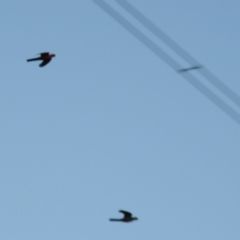 Alisterus scapularis (Australian King-Parrot) at Lions Youth Haven - Westwood Farm A.C.T. - 12 Aug 2021 by HelenCross