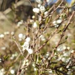Cryptandra amara (Bitter Cryptandra) at Tuggeranong DC, ACT - 12 Aug 2021 by HelenCross
