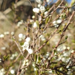 Cryptandra amara (Bitter Cryptandra) at Tuggeranong DC, ACT - 11 Aug 2021 by HelenCross