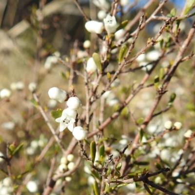 Cryptandra amara (Bitter Cryptandra) at Tuggeranong DC, ACT - 12 Aug 2021 by HelenCross