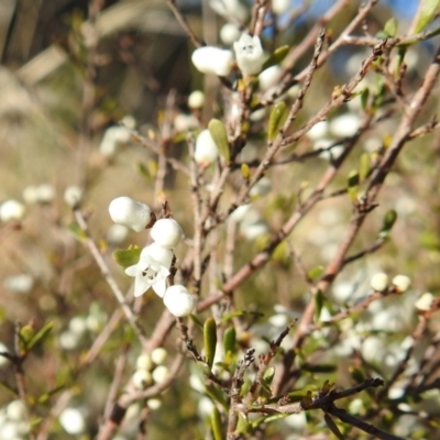 Cryptandra amara (Bitter Cryptandra) at Tuggeranong DC, ACT - 11 Aug 2021 by HelenCross