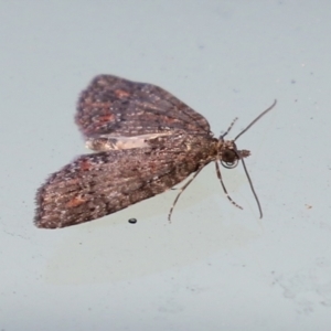 Microdes squamulata at Molonglo Valley, ACT - 12 Aug 2021