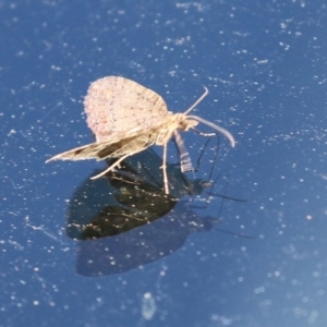 Microdes squamulata at Molonglo Valley, ACT - 12 Aug 2021