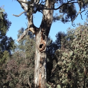 Eucalyptus melliodora at Lions Youth Haven - Westwood Farm A.C.T. - suppressed