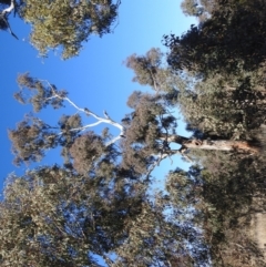 Eucalyptus melliodora at Tuggeranong DC, ACT - 12 Aug 2021
