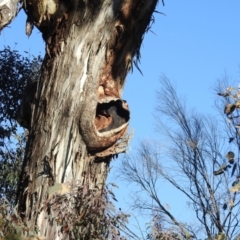 Eucalyptus melliodora at Lions Youth Haven - Westwood Farm A.C.T. - suppressed