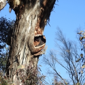 Eucalyptus melliodora at Lions Youth Haven - Westwood Farm A.C.T. - suppressed