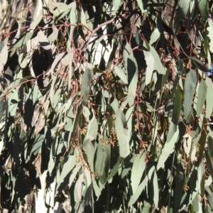 Eucalyptus melliodora at Tuggeranong DC, ACT - 12 Aug 2021