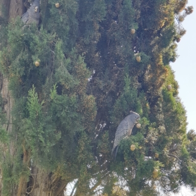 Callocephalon fimbriatum (Gang-gang Cockatoo) at Albury, NSW - 12 Aug 2021 by ClaireSee