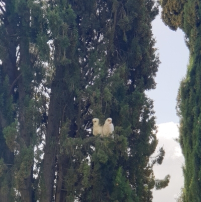 Cacatua sanguinea (Little Corella) at Albury - 12 Aug 2021 by ClaireSee