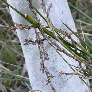 Lepidosperma laterale at Downer, ACT - 12 Aug 2021 04:40 PM