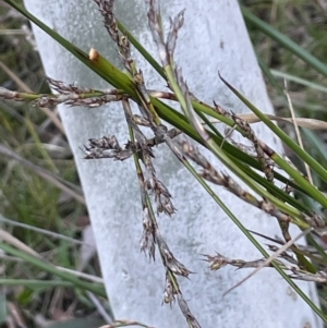 Lepidosperma laterale at Downer, ACT - 12 Aug 2021