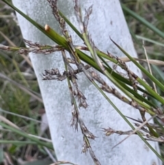 Lepidosperma laterale (Variable Sword Sedge) at Downer, ACT - 12 Aug 2021 by JaneR