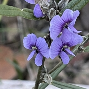 Hovea heterophylla at Downer, ACT - 12 Aug 2021 04:46 PM