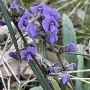 Hovea heterophylla at Downer, ACT - 12 Aug 2021