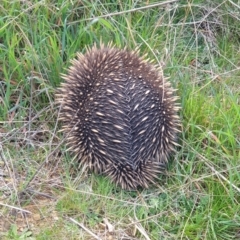 Tachyglossus aculeatus (Short-beaked Echidna) at Cavan, NSW - 11 Aug 2021 by drakes
