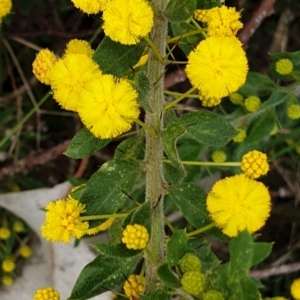 Acacia paradoxa at Cavan, NSW - 11 Aug 2021