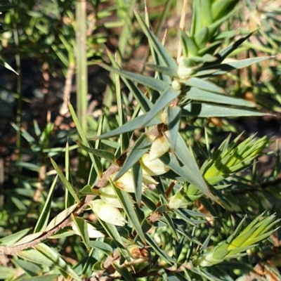 Melichrus urceolatus (Urn Heath) at Cook, ACT - 10 Aug 2021 by drakes