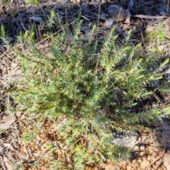 Melichrus urceolatus at Cook, ACT - 10 Aug 2021