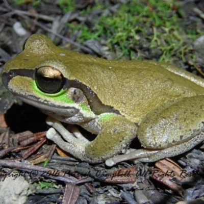 Litoria citropa (Blue Mountains Tree Frog) at Woodford, NSW - 12 Aug 2021 by PatrickCampbell