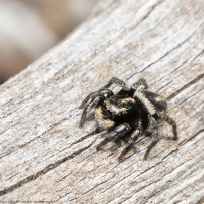 Salpesia (genus) (Salpesia Jumping Spider) at Downer, ACT - 12 Aug 2021 by Roger