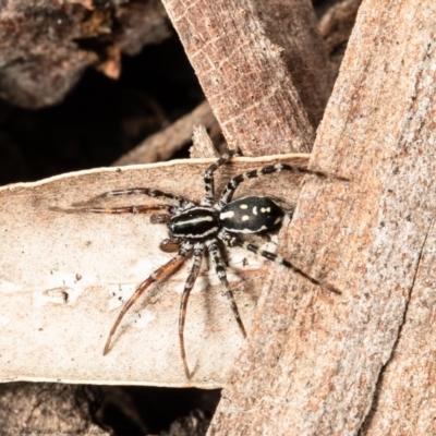 Nyssus coloripes (Spotted Ground Swift Spider) at Black Mountain - 12 Aug 2021 by Roger