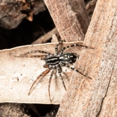 Nyssus coloripes (Spotted Ground Swift Spider) at Downer, ACT - 12 Aug 2021 by Roger