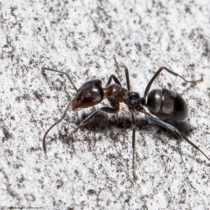 Iridomyrmex rufoniger at Latham, ACT - 12 Aug 2021