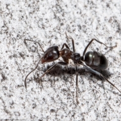 Iridomyrmex rufoniger (Tufted Tyrant Ant) at Latham, ACT - 12 Aug 2021 by Roger