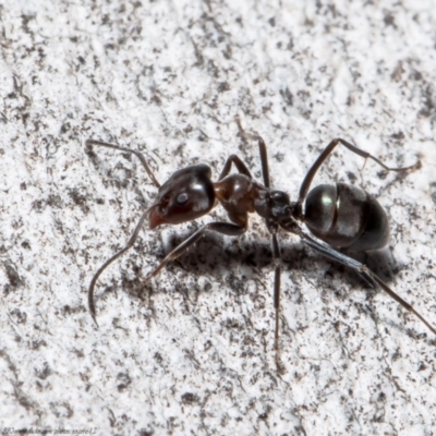Iridomyrmex rufoniger (Tufted Tyrant Ant) at Umbagong District Park - 12 Aug 2021 by Roger