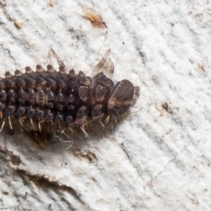 Coccinellidae (family) at Downer, ACT - 12 Aug 2021