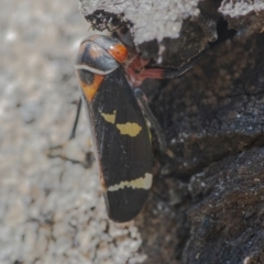 Eurymeloides pulchra (Gumtree hopper) at QPRC LGA - 12 Aug 2021 by WHall