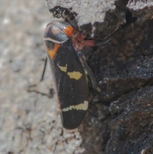 Eurymeloides pulchra at Googong, NSW - 12 Aug 2021