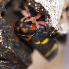 Eurymeloides pulchra at Googong, NSW - 12 Aug 2021