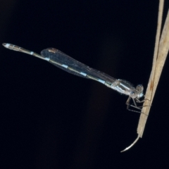 Austrolestes leda (Wandering Ringtail) at QPRC LGA - 12 Aug 2021 by WHall