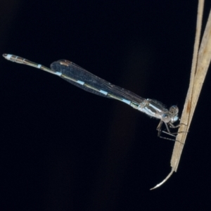 Austrolestes leda at Googong, NSW - 12 Aug 2021