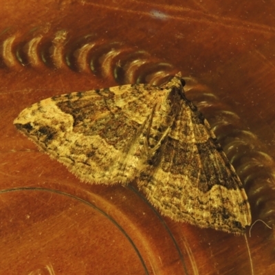 Epyaxa subidaria (Subidaria Moth) at Conder, ACT - 19 Jun 2021 by michaelb